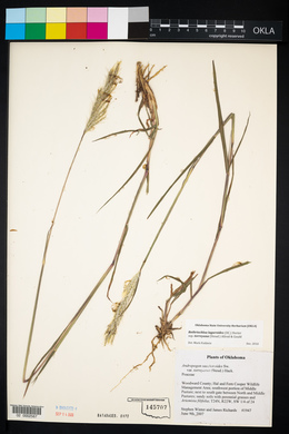 Bothriochloa laguroides image