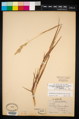 Bothriochloa laguroides image