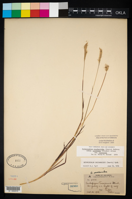 Bothriochloa laguroides image