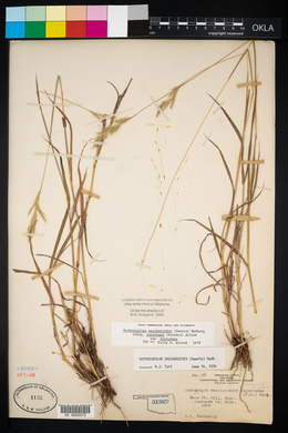 Bothriochloa laguroides image