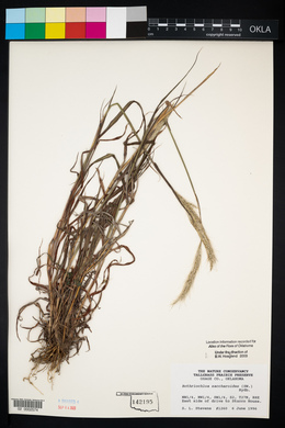 Bothriochloa saccharoides image