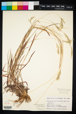 Bothriochloa saccharoides image