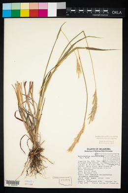 Bothriochloa saccharoides image