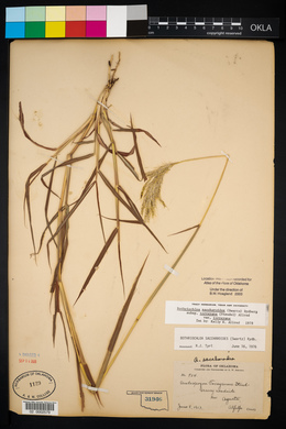 Bothriochloa laguroides image