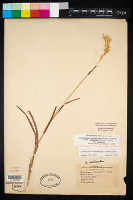 Bothriochloa laguroides image