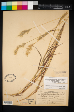 Bothriochloa laguroides image