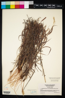 Bothriochloa saccharoides image