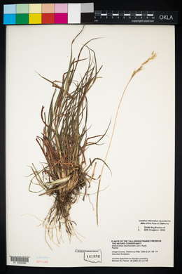 Bothriochloa saccharoides image