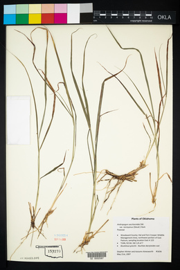 Bothriochloa laguroides image