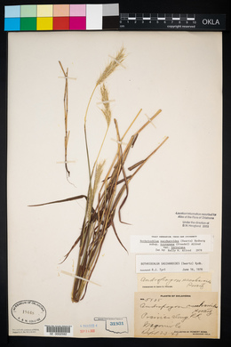 Bothriochloa laguroides image