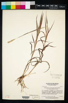 Bothriochloa laguroides image