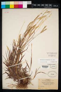 Bothriochloa saccharoides image