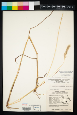 Bothriochloa laguroides image