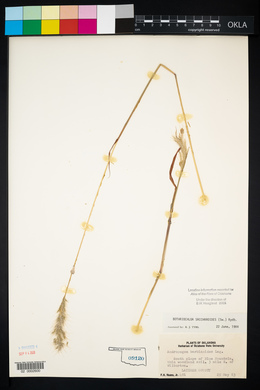 Bothriochloa saccharoides image