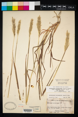 Bothriochloa laguroides subsp. torreyana image