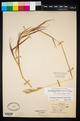 Bothriochloa laguroides subsp. torreyana image