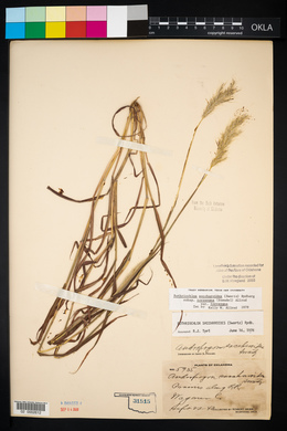 Bothriochloa laguroides image