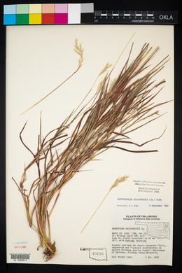 Bothriochloa saccharoides image