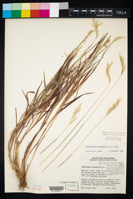 Bothriochloa saccharoides image