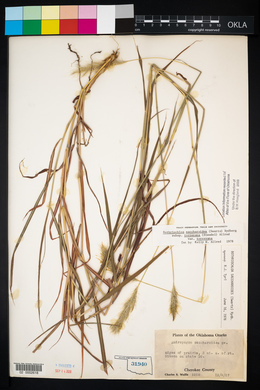 Bothriochloa laguroides image