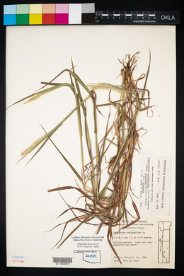 Bothriochloa laguroides image