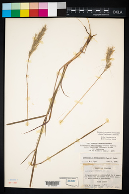 Bothriochloa laguroides image