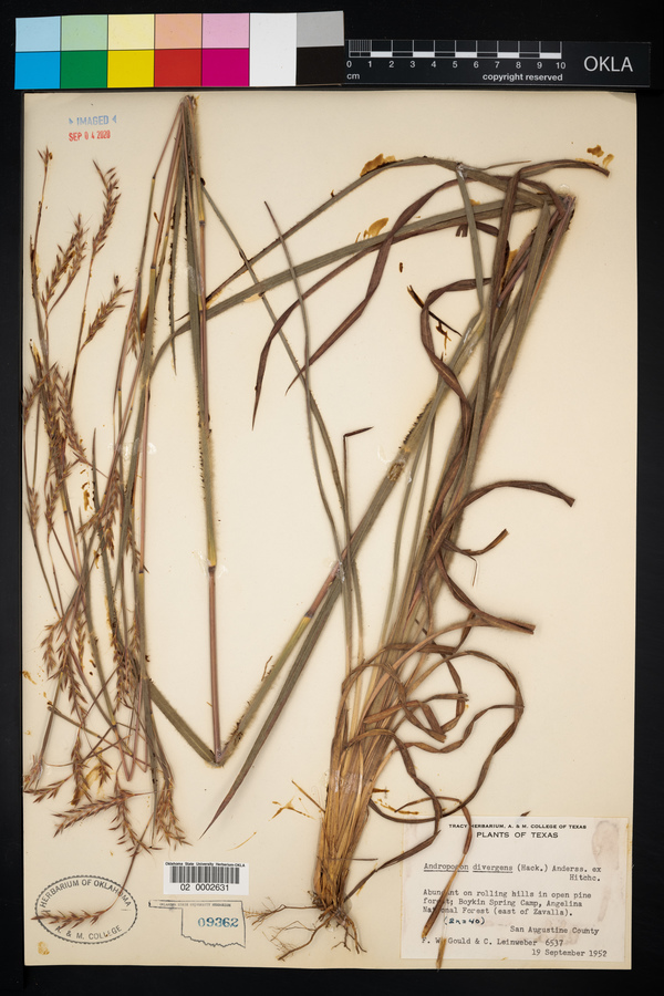 Andropogon divergens image