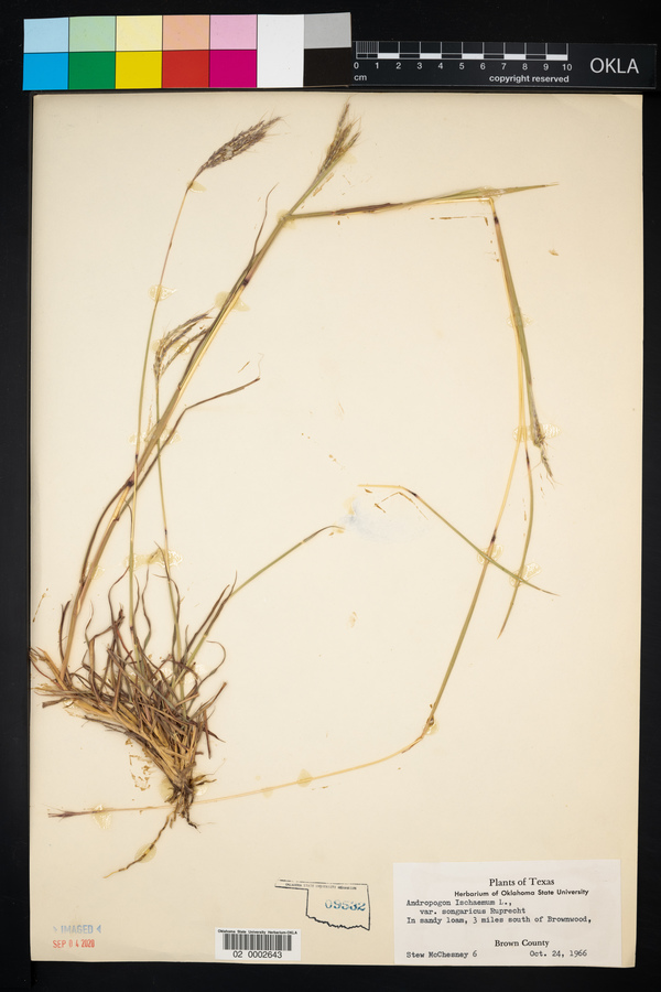 Bothriochloa ischaemum var. songarica image