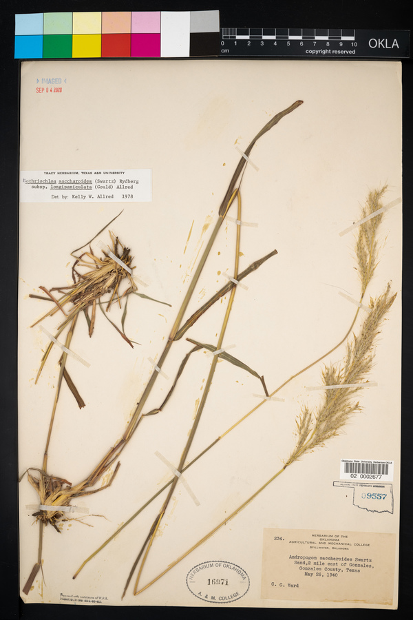 Bothriochloa saccharoides image