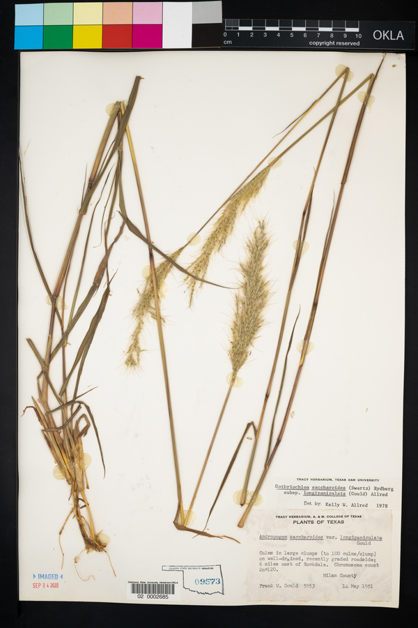 Bothriochloa saccharoides image