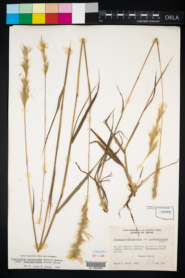 Bothriochloa saccharoides image