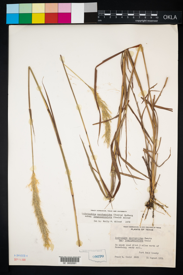 Bothriochloa saccharoides image