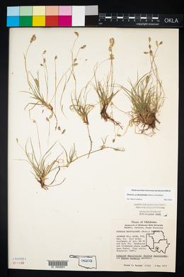 Bouteloua dactyloides image