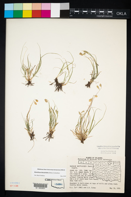 Bouteloua dactyloides image