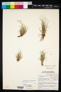 Bouteloua dactyloides image