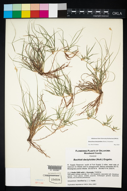 Bouteloua dactyloides image