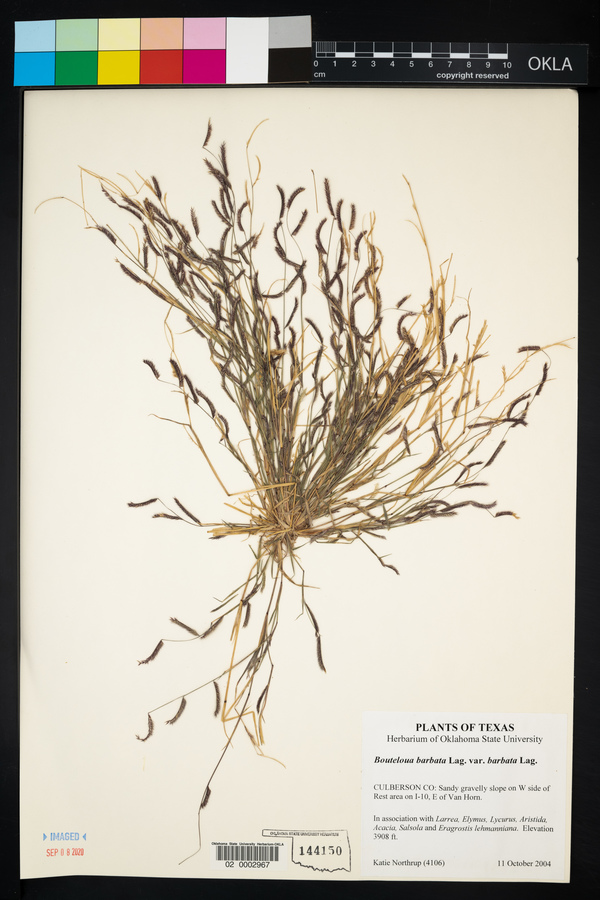 Bouteloua barbata var. barbata image