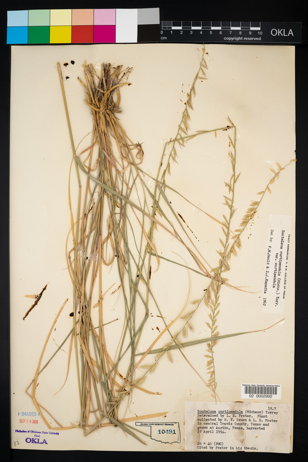 Bouteloua curtipendula var. curtipendula image