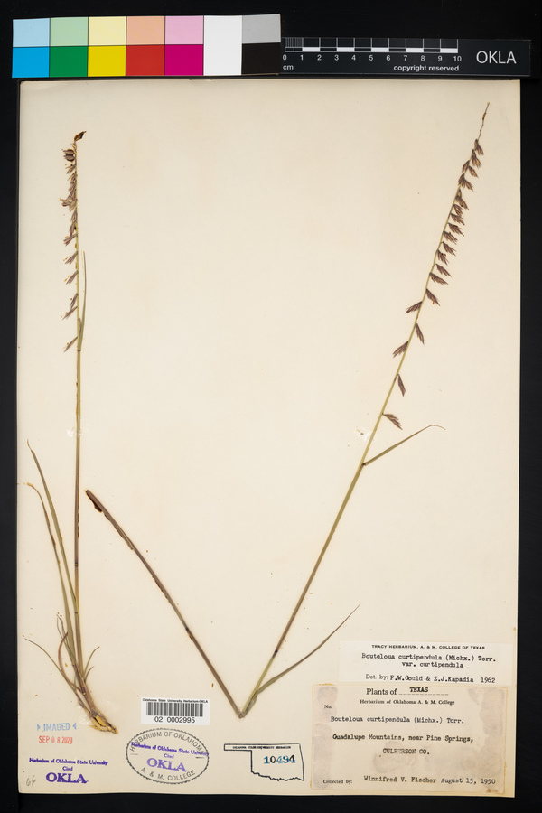 Bouteloua curtipendula var. curtipendula image