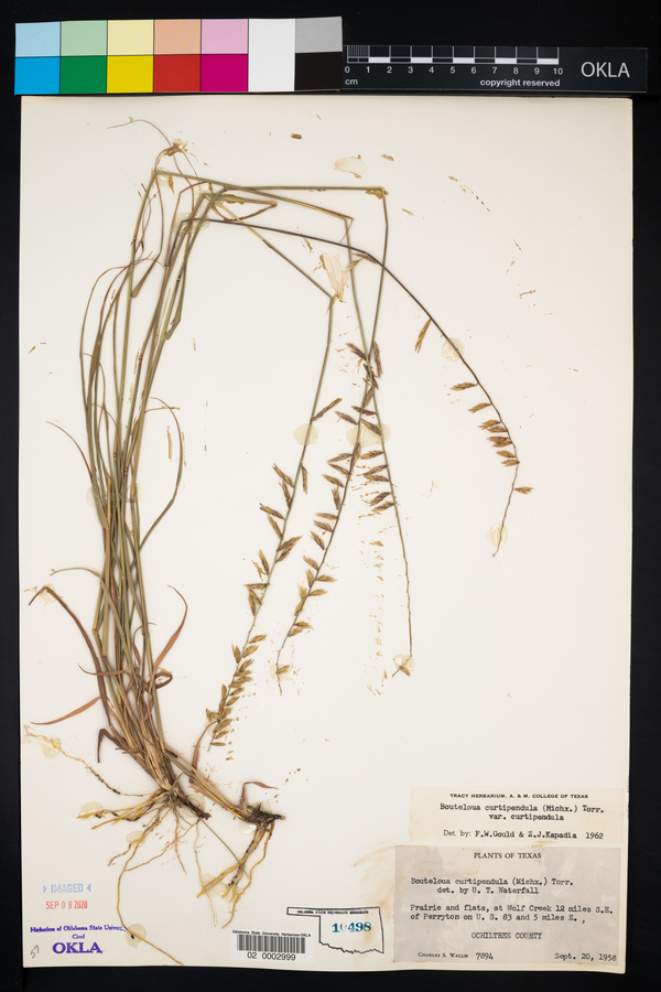 Bouteloua curtipendula var. curtipendula image