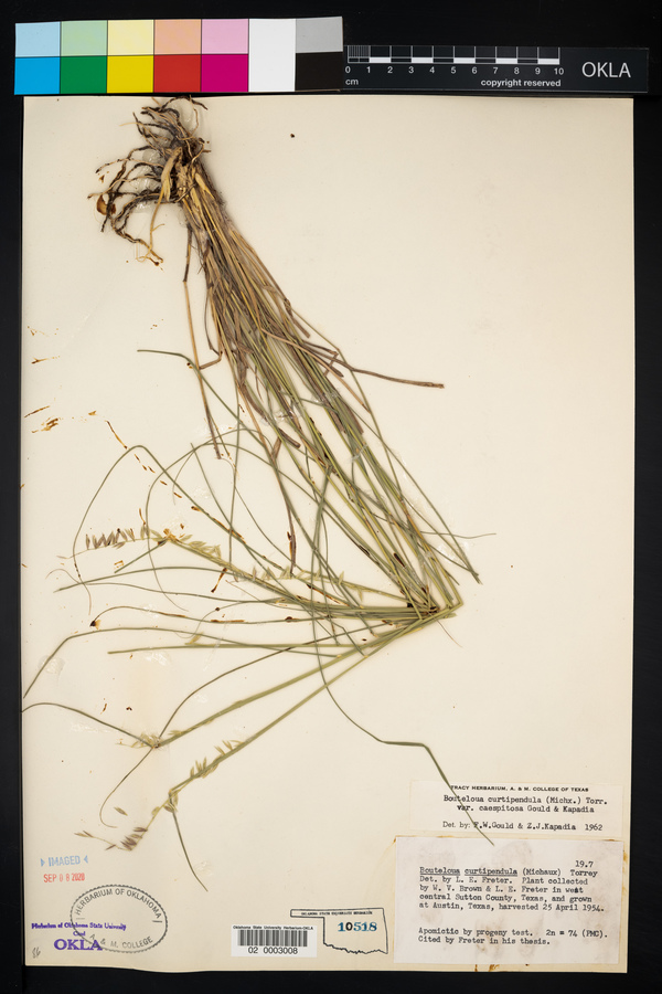 Bouteloua curtipendula var. caespitosa image