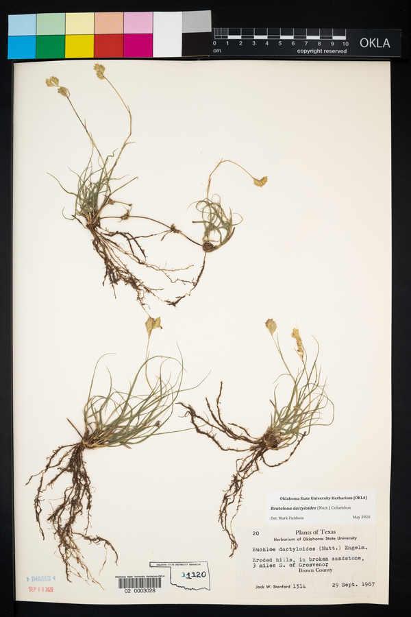 Bouteloua dactyloides image
