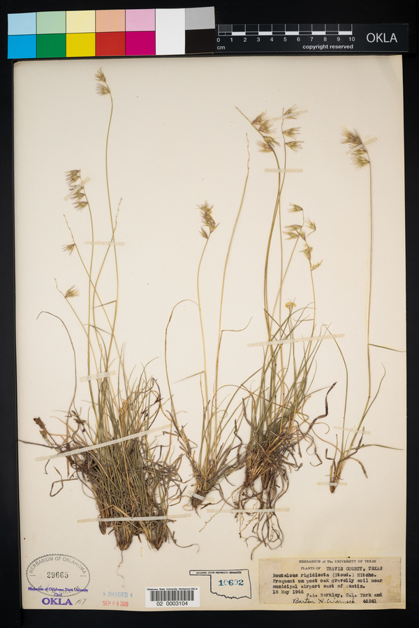 Bouteloua rigidiseta image