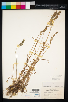 Bromus hordeaceus image