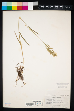 Bromus hordeaceus image