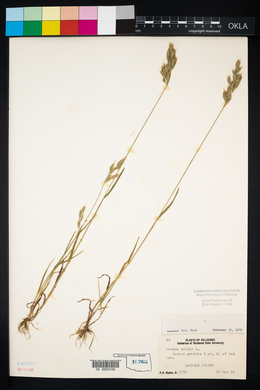 Bromus hordeaceus image