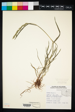 Bromus hordeaceus image