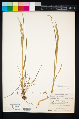 Bromus catharticus image