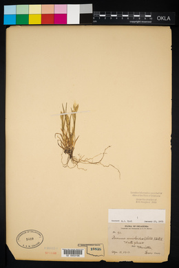 Bromus catharticus image