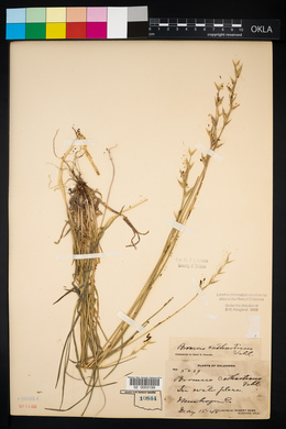 Bromus catharticus image